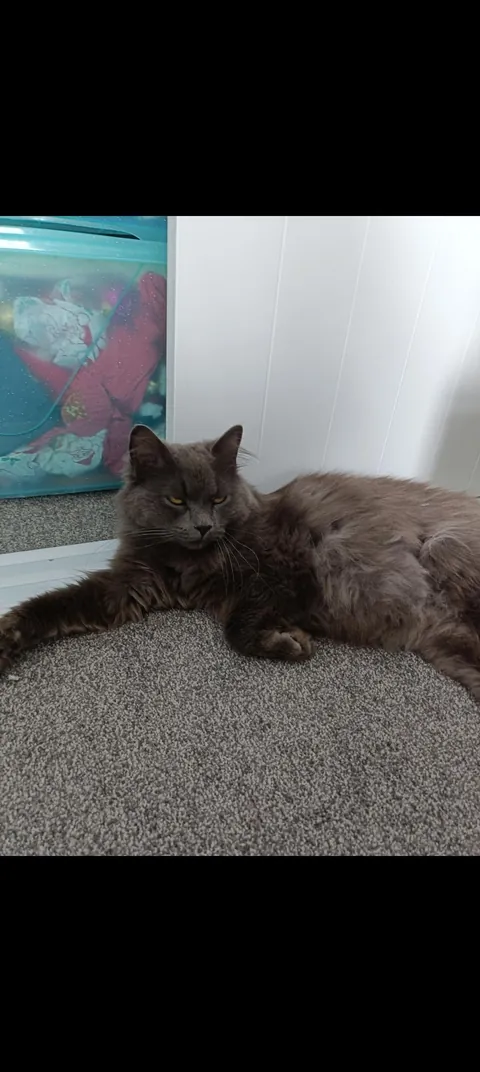 What breed is my boy?