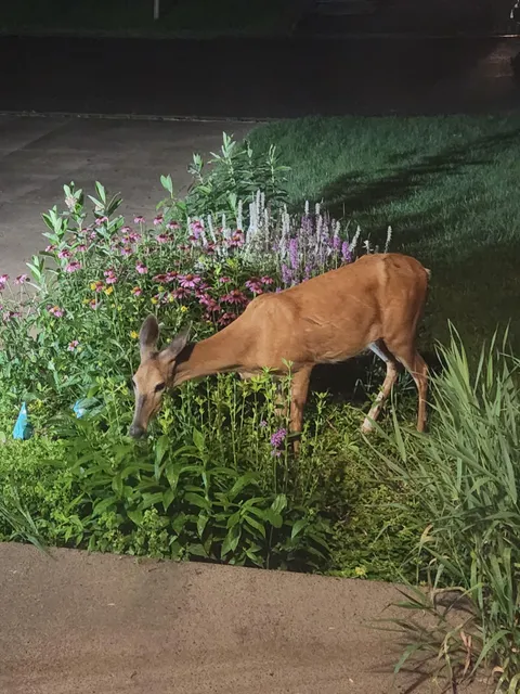 This is why I cant have nice things! I walked upstairs at 11:30pm to go to bed, and this bastard is finishing off the Phlox it destroyed a few nights back. I literally had to open the door and holler before it finally ran off.