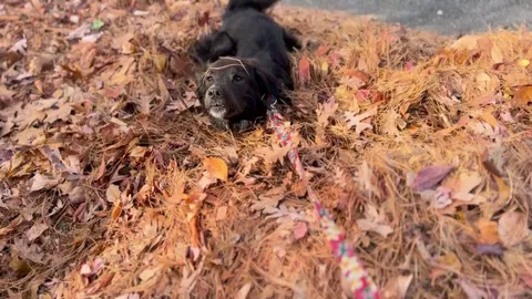 She hates summer weather but she’s in her element once the leaves have fallen. 