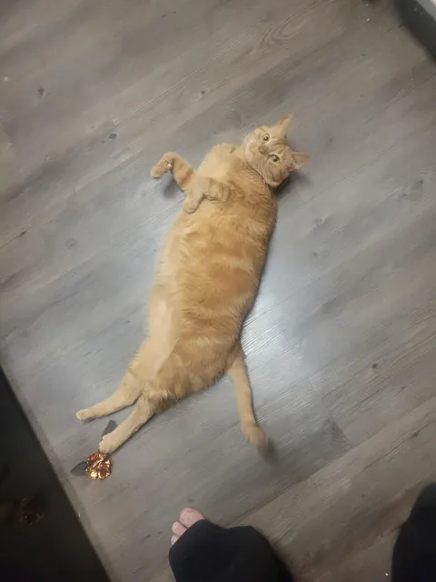 Orange Joe has crossed the rainbow bridge.