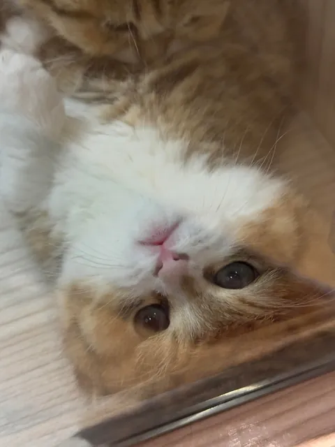 I was not prepared for this level of cute