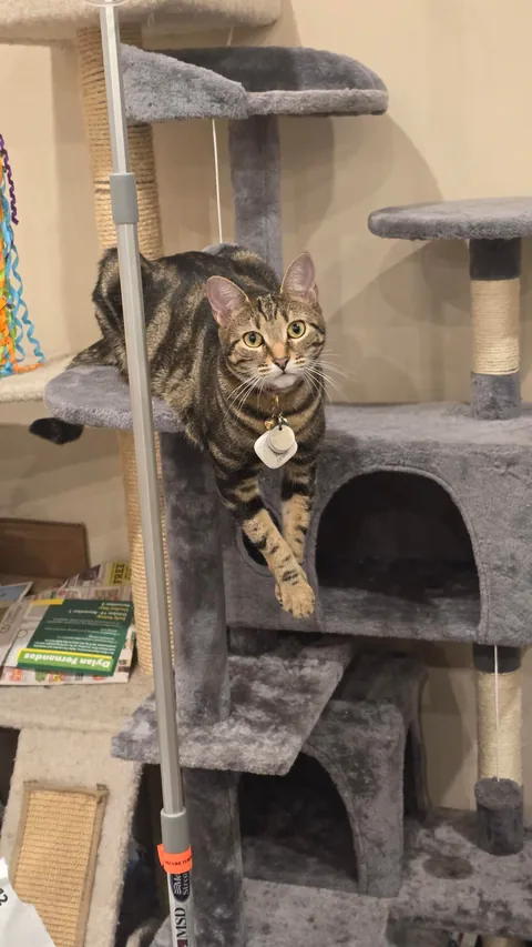 Why did my cat line up her toys