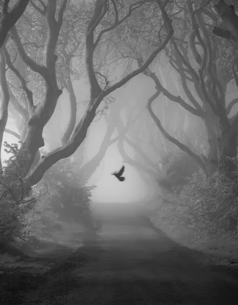 ITAP of a bird in the fog, B&amp;W