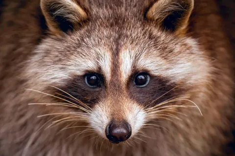 🔥The Raccoon. 
