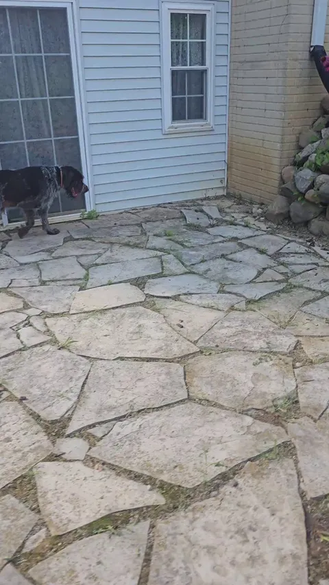 My best bud helping with the firewood