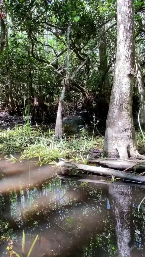 🔥 Coming across a large gator