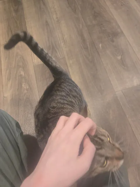 Is he fat or just big