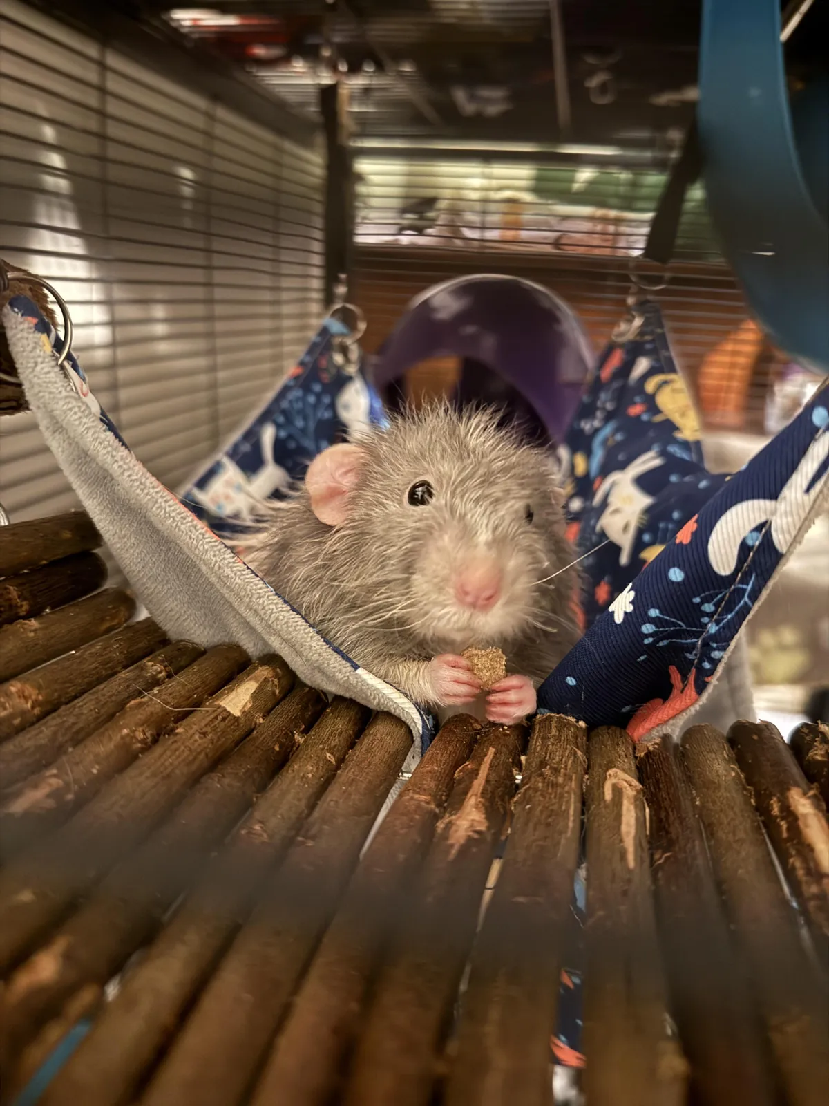 he was accidentally locked out of the cage for 2 hours and is looking at me like he just got back from war (he was safe and asleep on my bed)