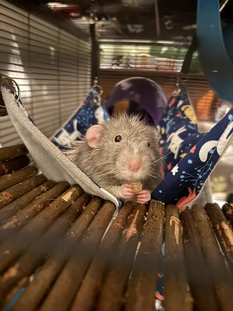 he was accidentally locked out of the cage for 2 hours and is looking at me like he just got back from war (he was safe and asleep on my bed)