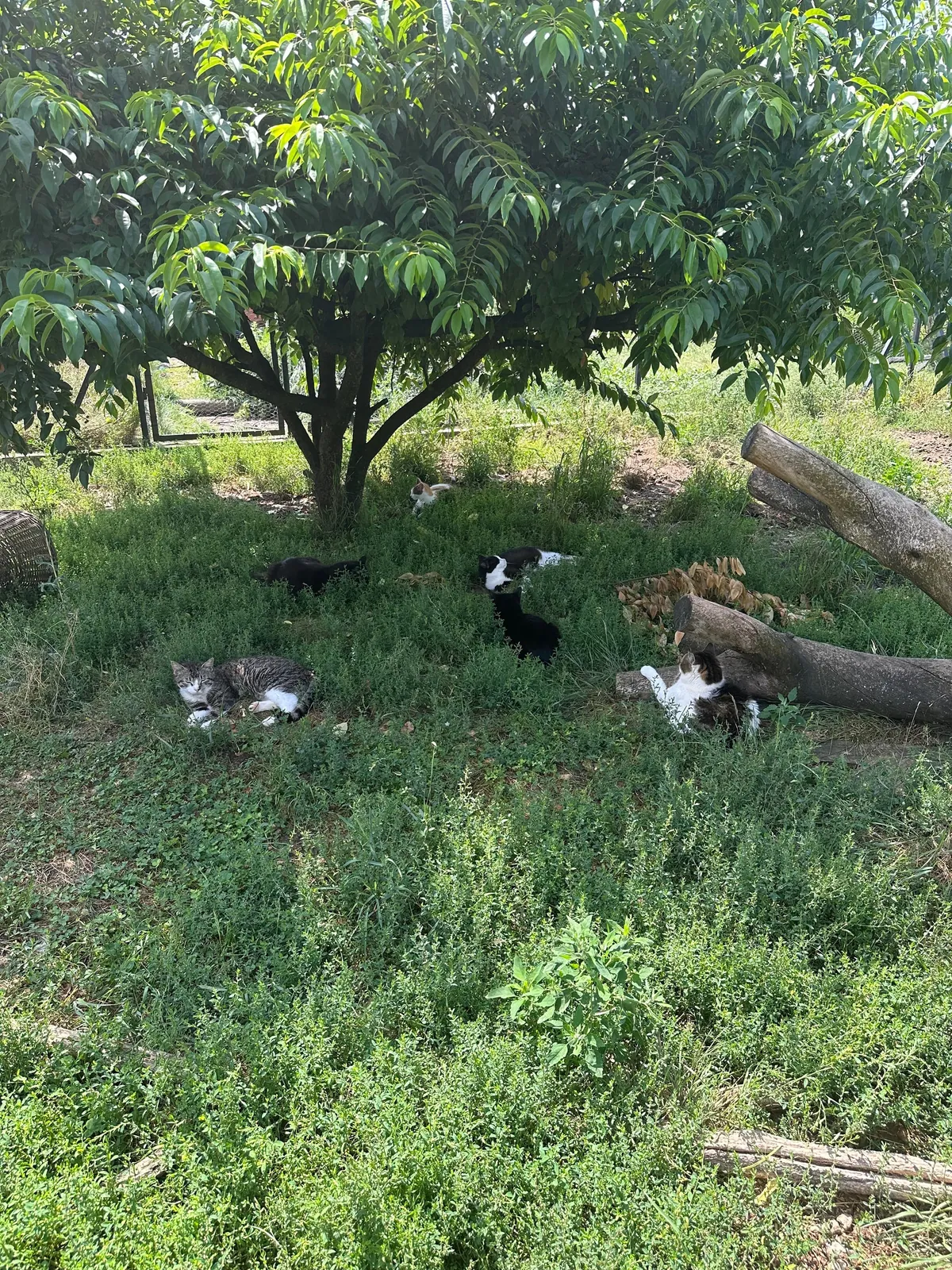 My Sundays are for volunteering at a cat hospice. I think I look forward to it even more than them