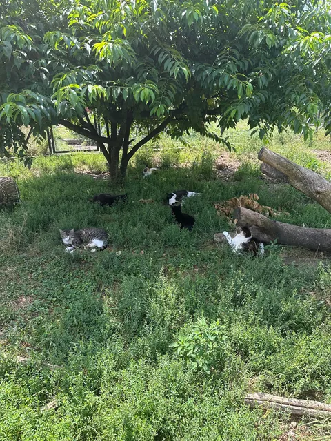 My Sundays are for volunteering at a cat hospice. I think I look forward to it even more than them