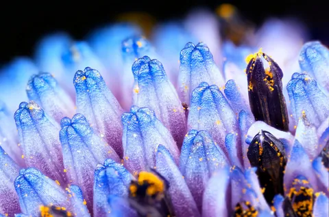🔥 Super-macro photographs of the central pollen-producing part of a common daisy