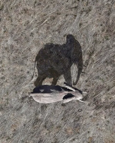🔥 From Above: Wildlife From a Bird’s Eye View