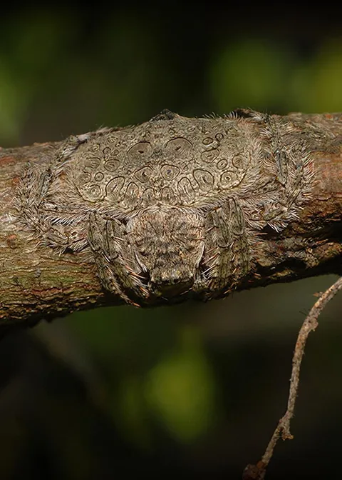 🔥 The Wrap-around Spider, indigenous to Australia, can flatten and wrap its body around tree limbs for camouflage