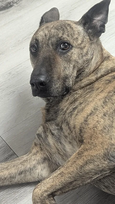 How she looks at me when she doesn't get belly rubs 🥺