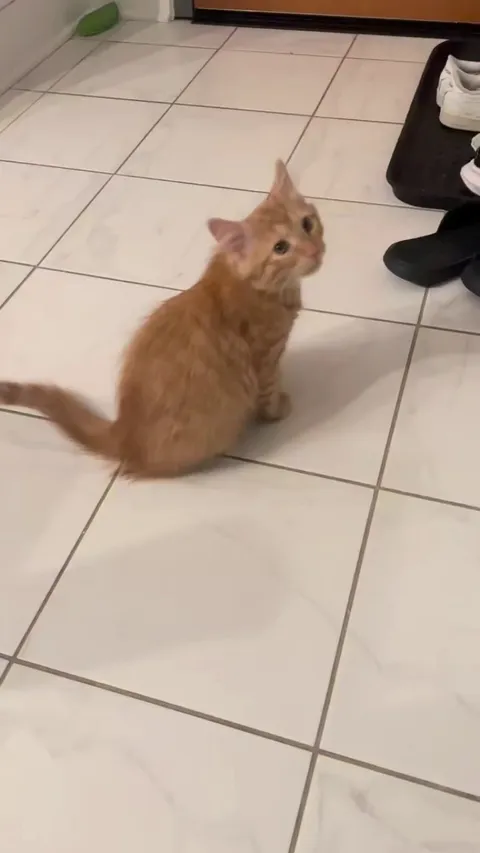 It’s my cats 1st birthday!