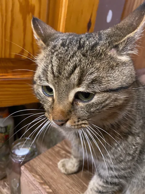 What name will you give him, by the way, he has had such a look since birth 🥹