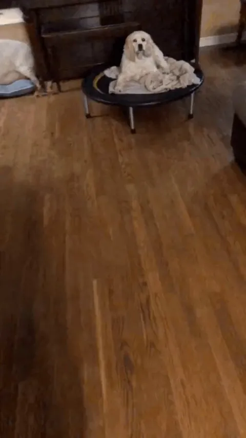 Poor dog has to sleep on a towel because someone stole their bed