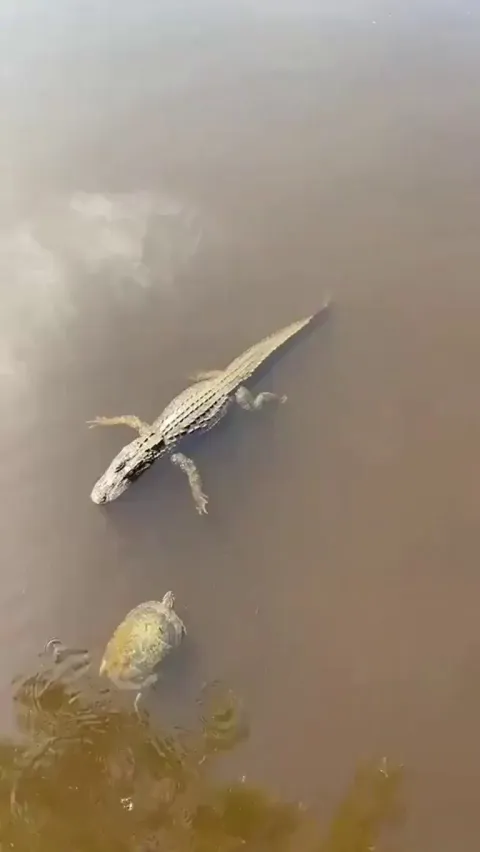 Turtle high fives an Alligator.