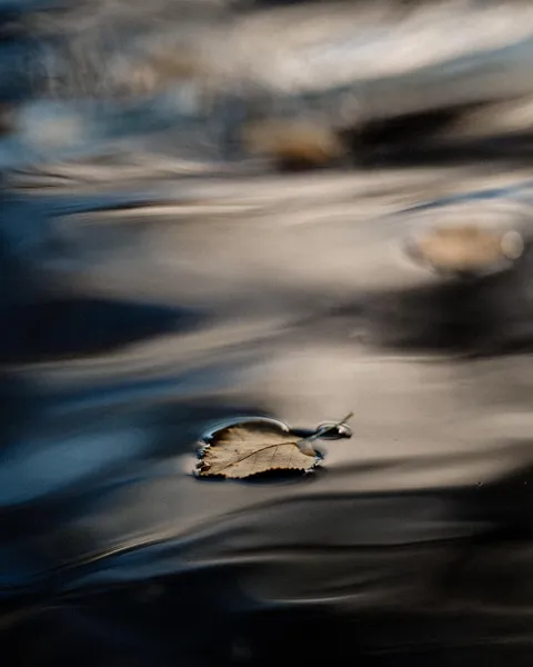 ITAP of a single leaf on water