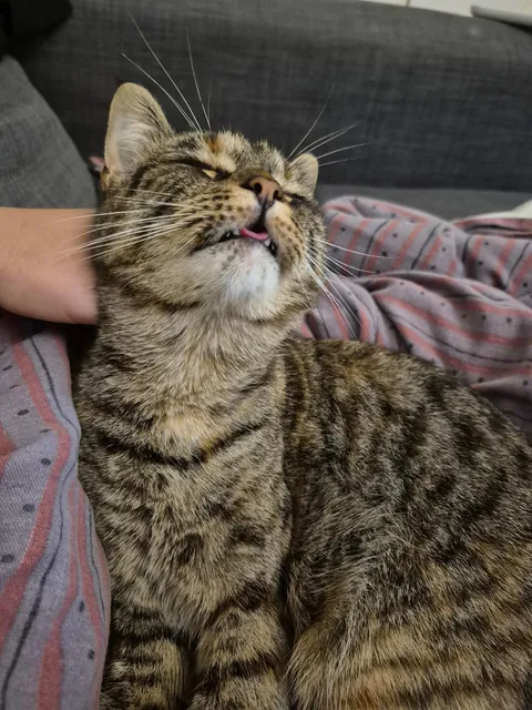My cat will pause in the middle of grooming to stare into the distance for a few seconds, making the most hilarious faces. I love my adorably weird girl 😍