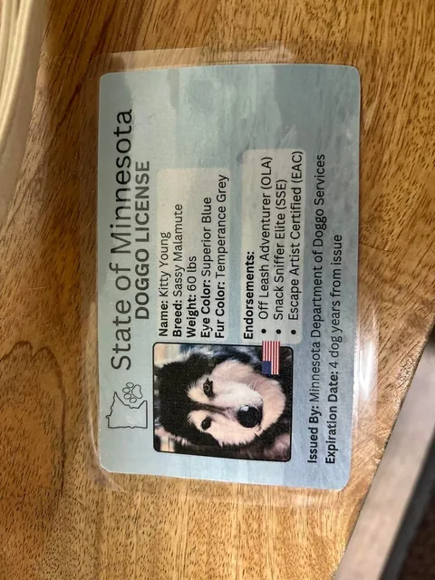 My dog just turned 16! The vet made her a drivers license, isn't that so cute!