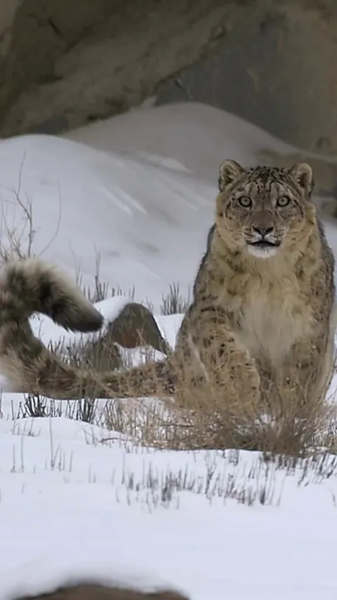 🔥The snow leopard (Panthera uncia)