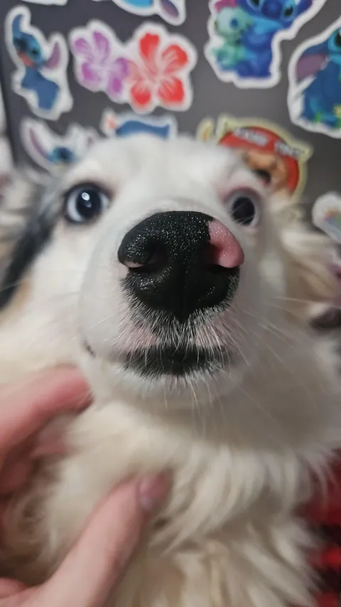 Food Inspector, the inspector of food.