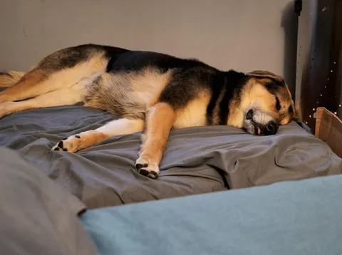 Parents were replacing their guest bed, told them I knew someone who might want the old twin mattress