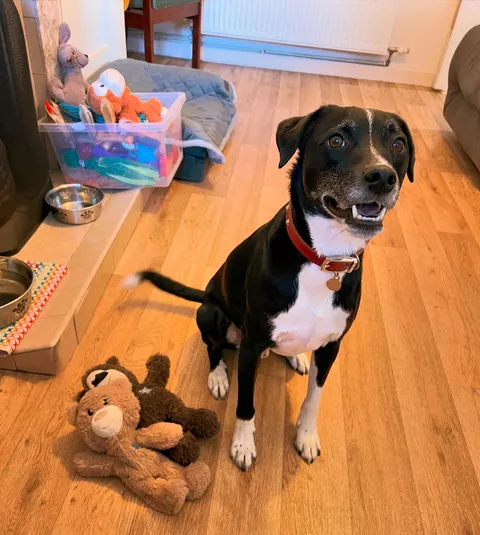 He brought his papa his two bears. 🥹 