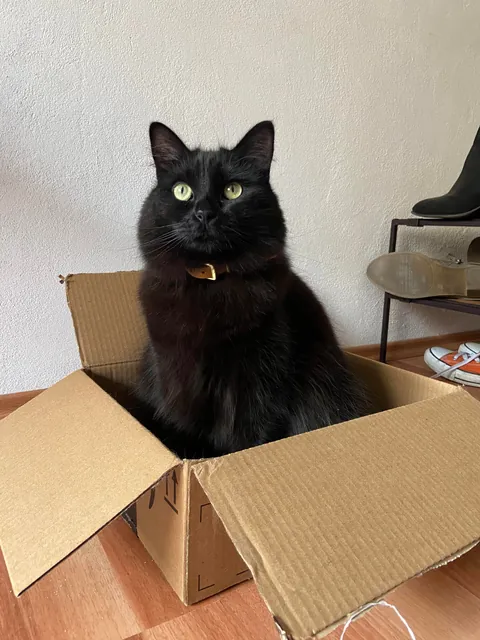 I adopted a bat and it turned out to be a cat???