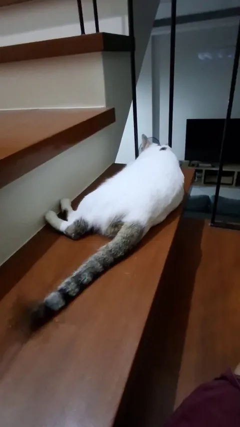 what does this tail tapping mean?