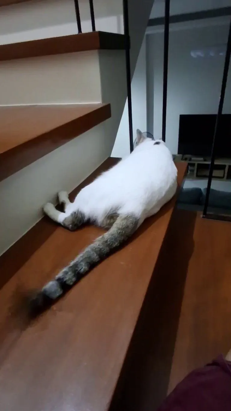 what does this tail tapping mean?