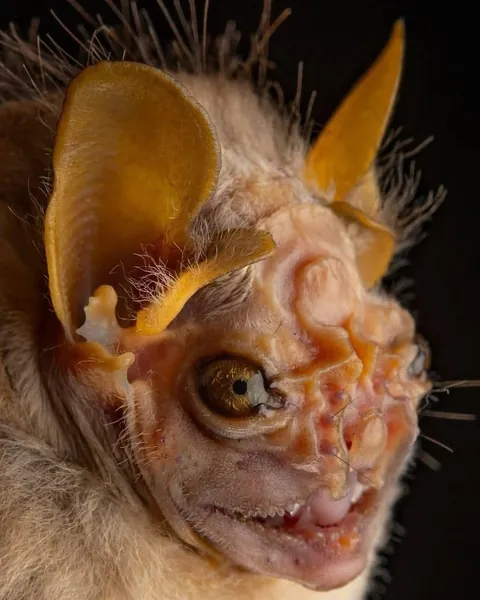 🔥Bats come in different sizes and shapes 🔥