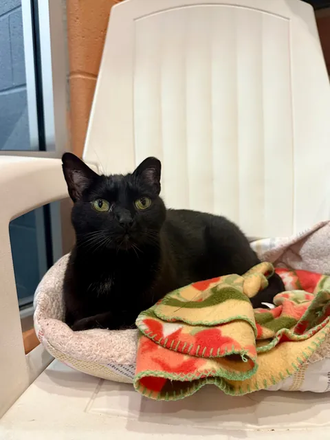 In honor of Halloweekend, here are all the black cats at the shelter I volunteer with.