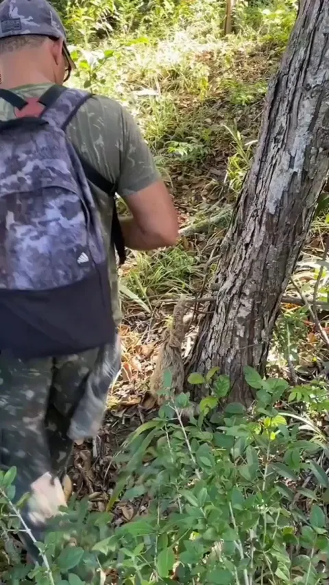 Nature guide reunites mom and baby sloth