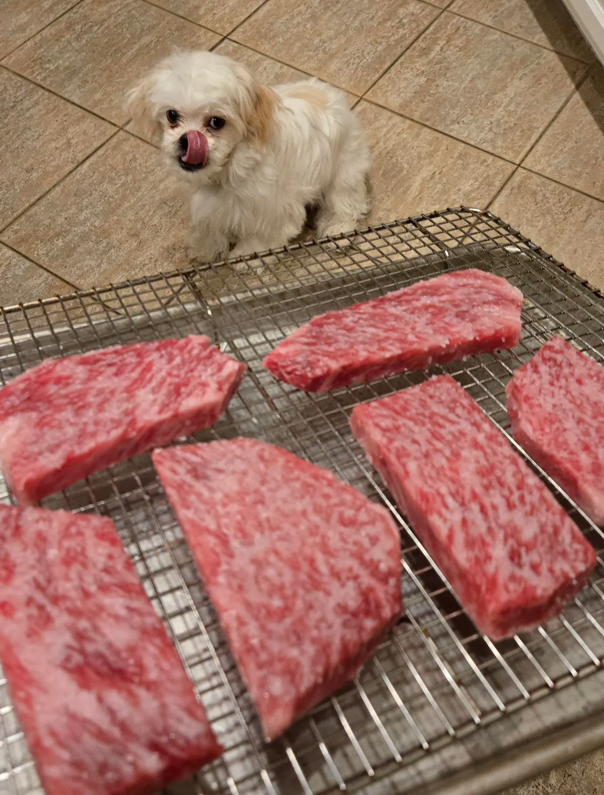 [Homemade] A5 ribeye pup approved