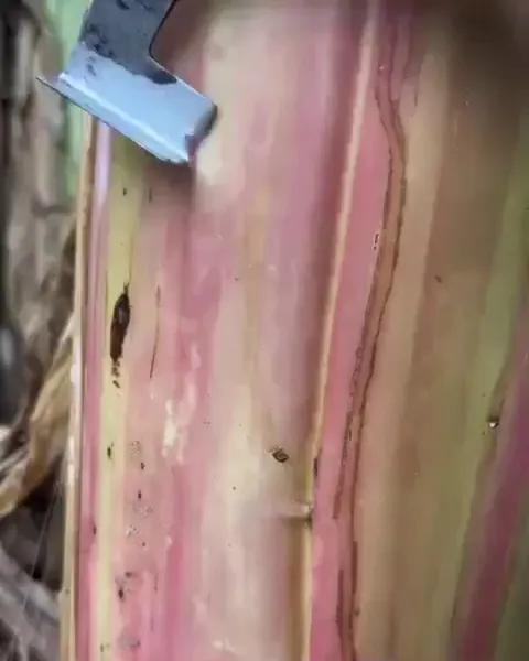 Cutting the pseudostem of a banana plant