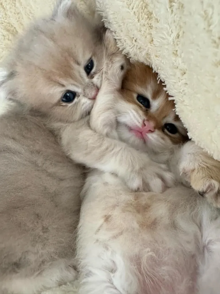 I just woke up. please tell me I’m still adorable