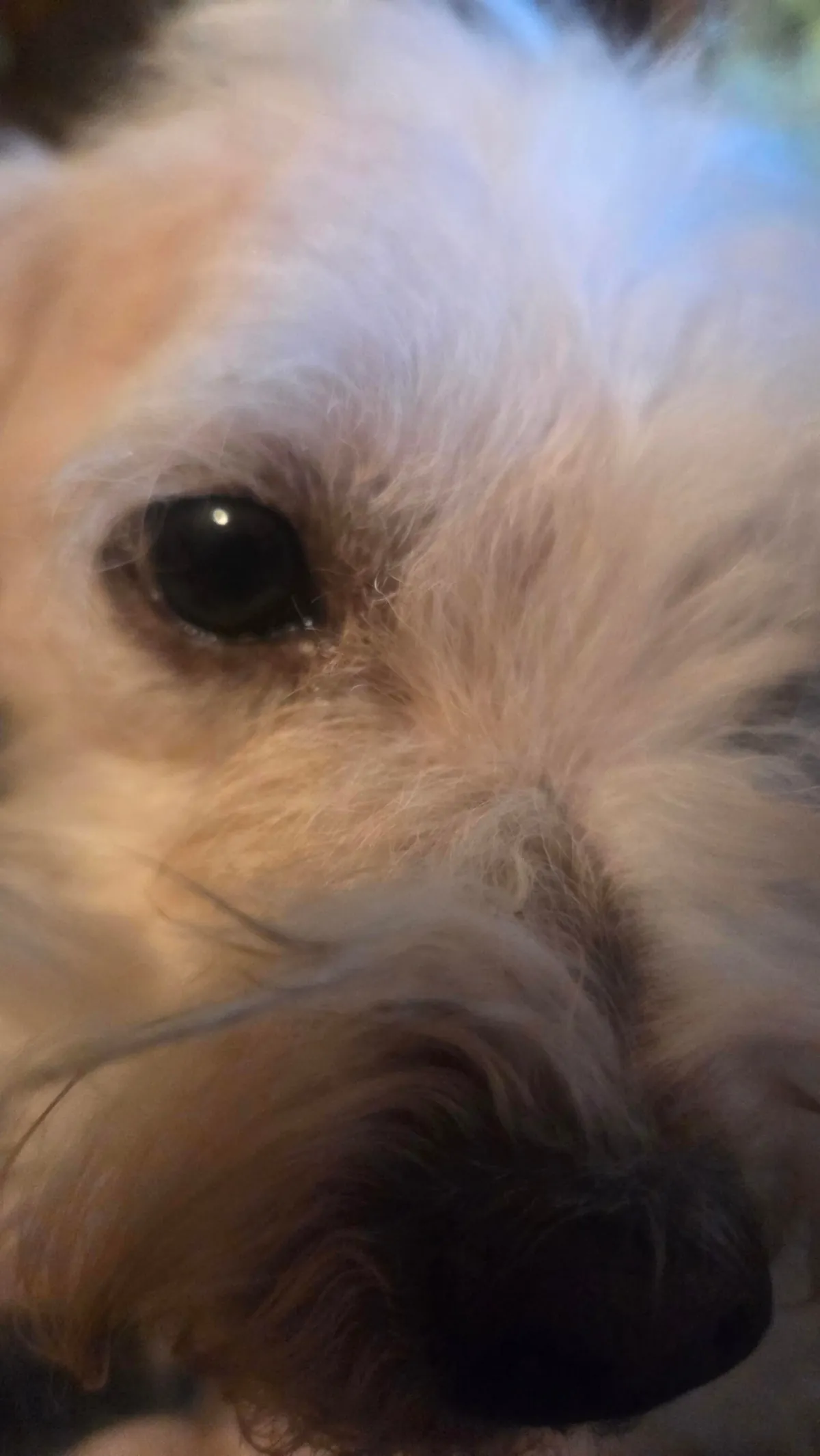 Linus and Lucy are feeling better about their new home.