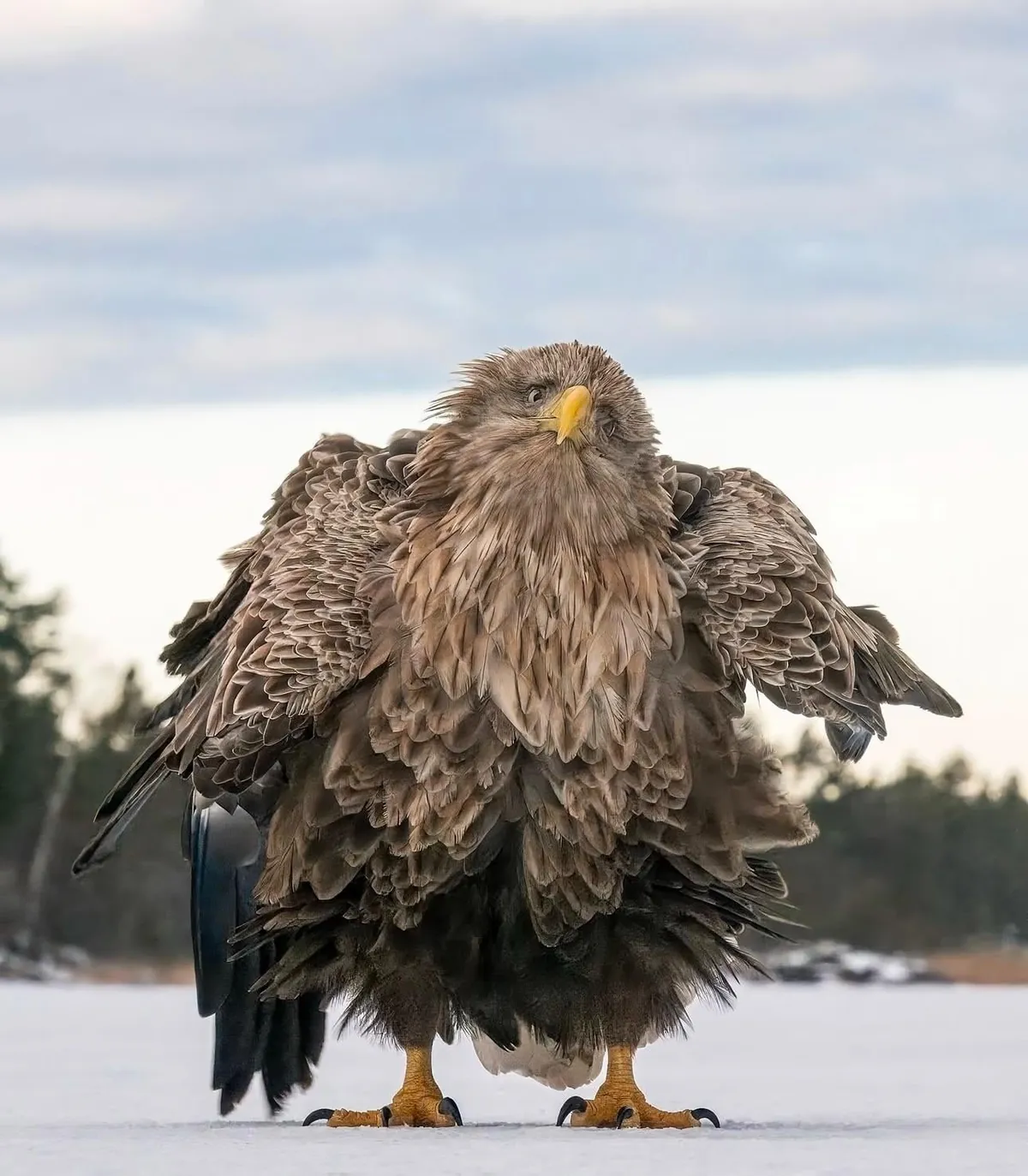 🔥 The Nikon Comedy Wildlife Awards 2024