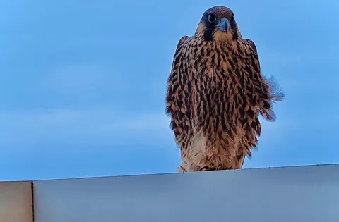 🔥Peregrine Falcon came to visit on my 16th floor balcony