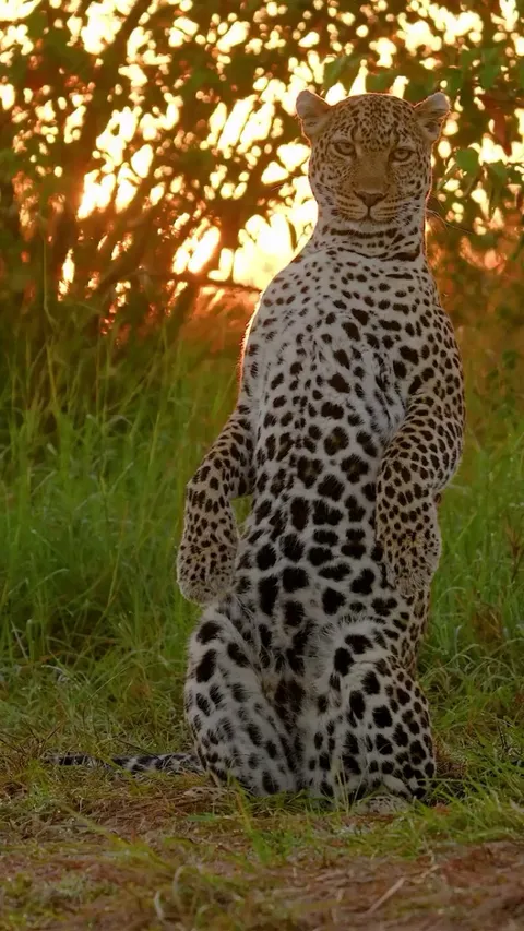 Luluka, the leopard from Masai Mara, is famous for standing on her hind legs