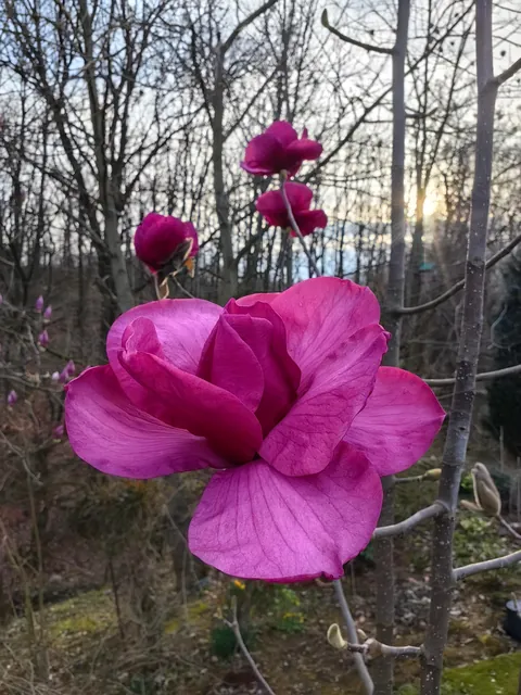 Magnolias in my Serbian garden
