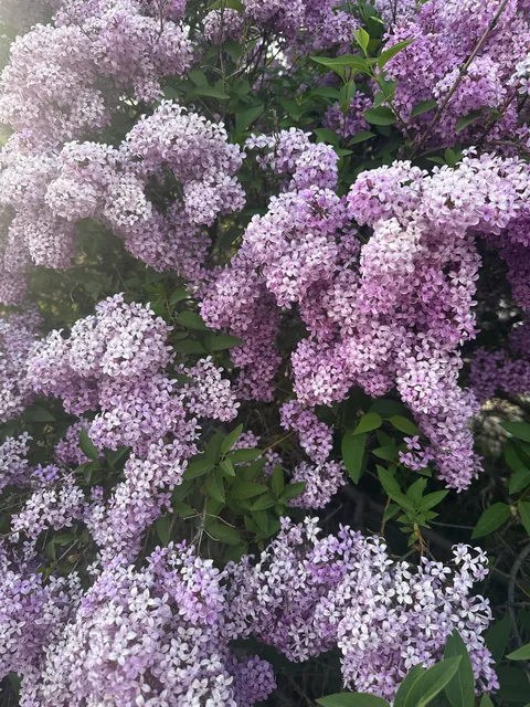 Time to brag about my lilac
