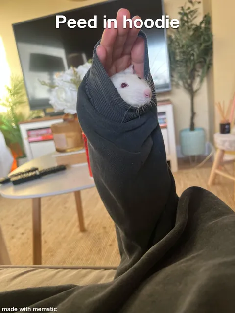 This week in RAT CRIMES 🚨