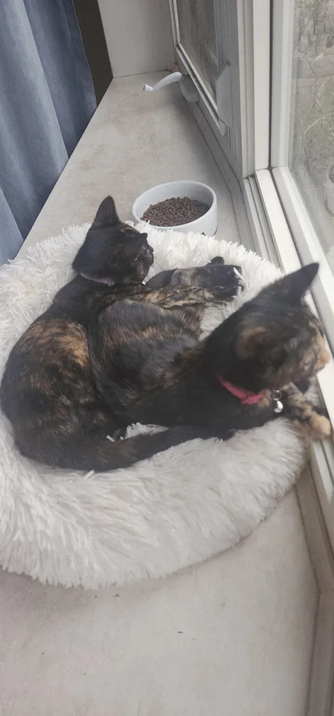 Kittens found on highway in a box, we adopted them both.