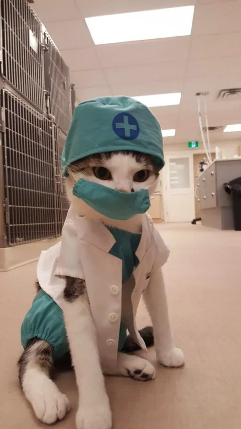 General surgeon cat [ doctor ]