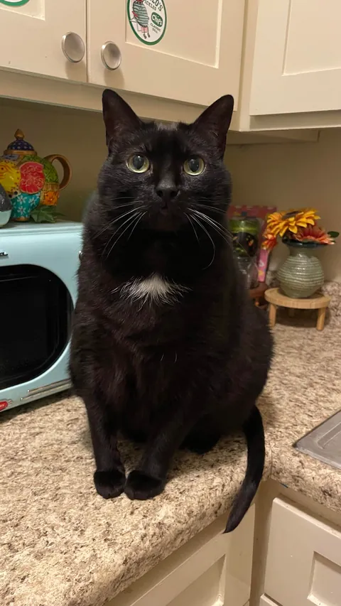 My sweet Bean 🖤☁️