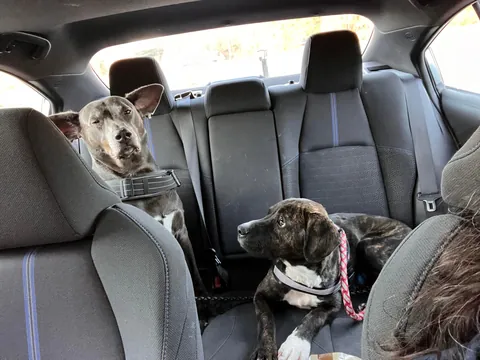 I was adopted 2 years ago today!